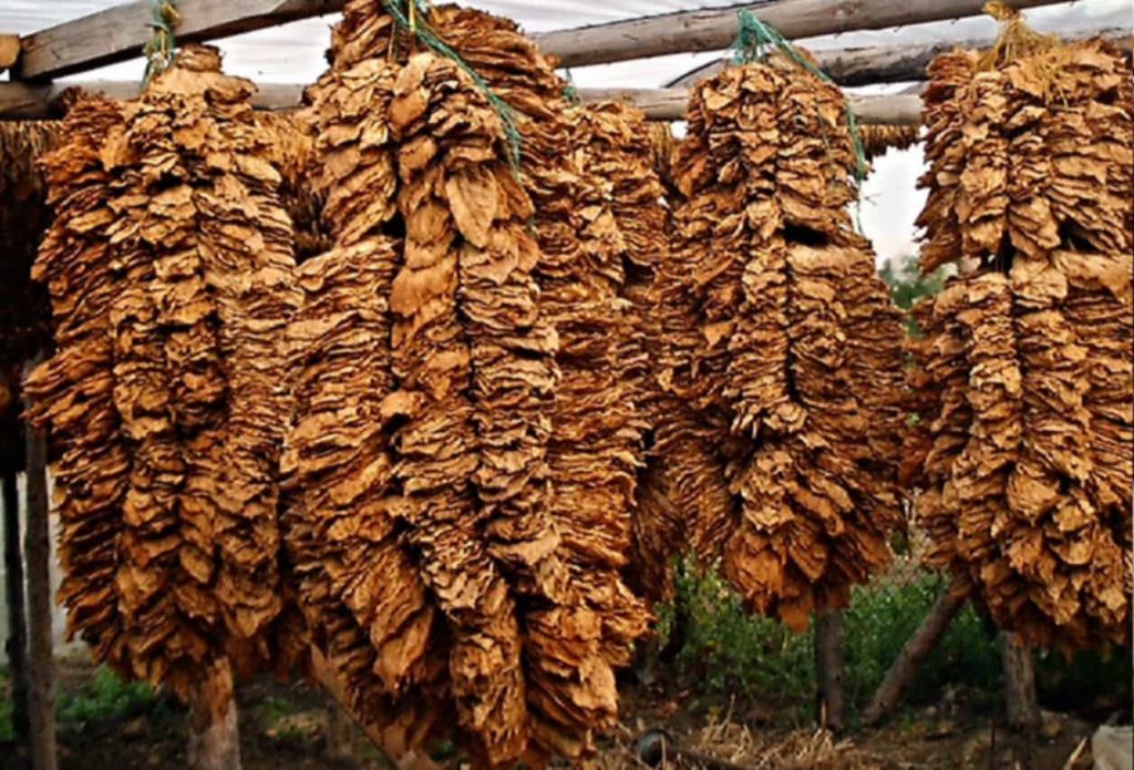 Tobacco leaves hanging in a traditional air-curing barn